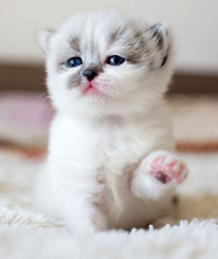 Hey Pandas, Post A Baby Picture Of Your Pet (Closed)