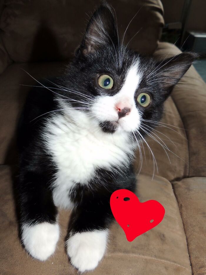 Hey Pandas, Post A Baby Picture Of Your Pet (Closed) Hey Pandas, Post A Baby Picture Of Your Pet (Closed)