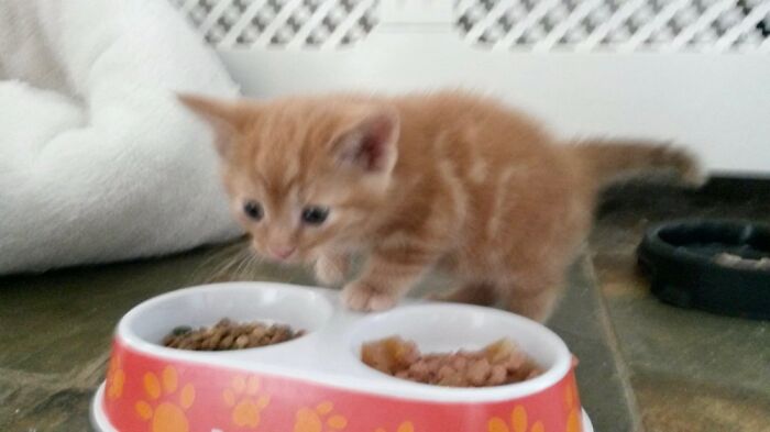 Hey Pandas, Post A Baby Picture Of Your Pet (Closed)