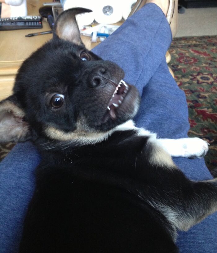 Hey Pandas, Post A Baby Picture Of Your Pet (Closed)