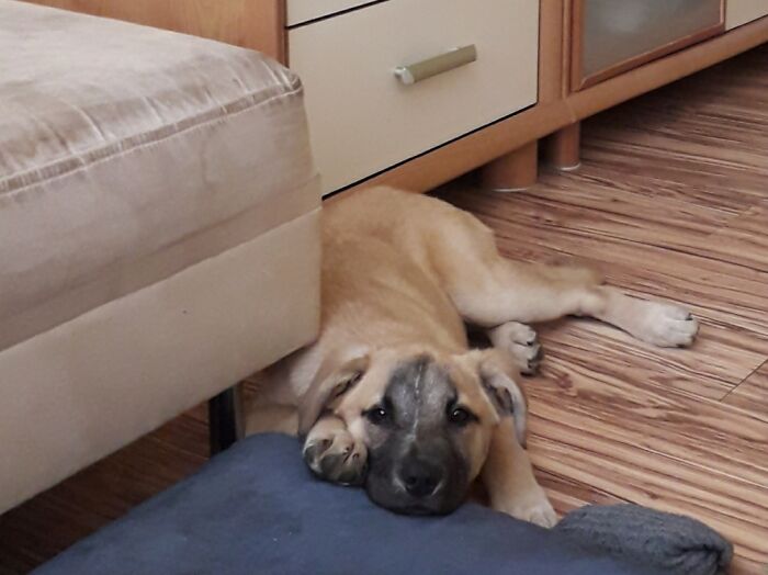 Hey Pandas, Post A Baby Picture Of Your Pet (Closed) Hey Pandas, Post A Baby Picture Of Your Pet (Closed)