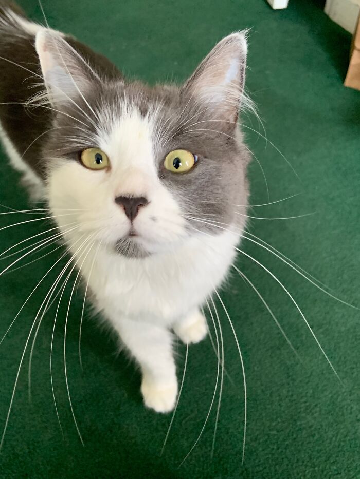 Hey Pandas, Post A Baby Picture Of Your Pet (Closed)