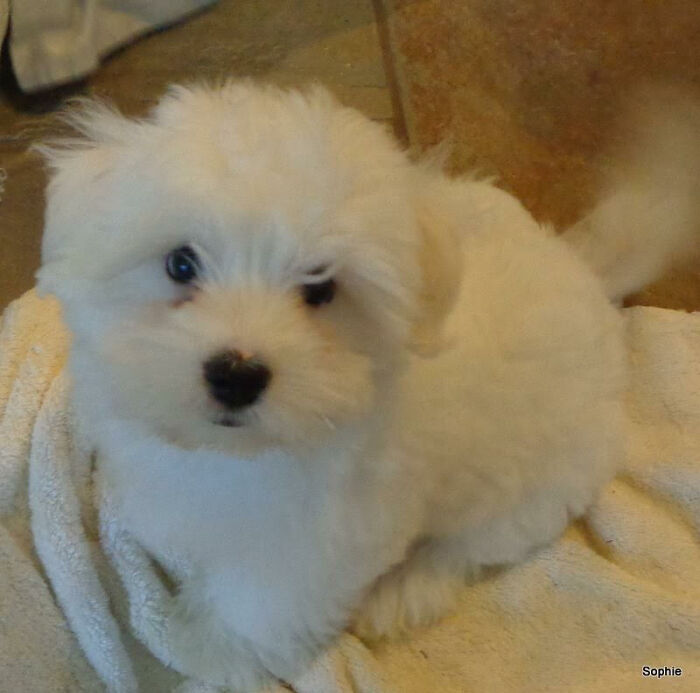 Hey Pandas, Post A Baby Picture Of Your Pet (Closed) Hey Pandas, Post A Baby Picture Of Your Pet (Closed)