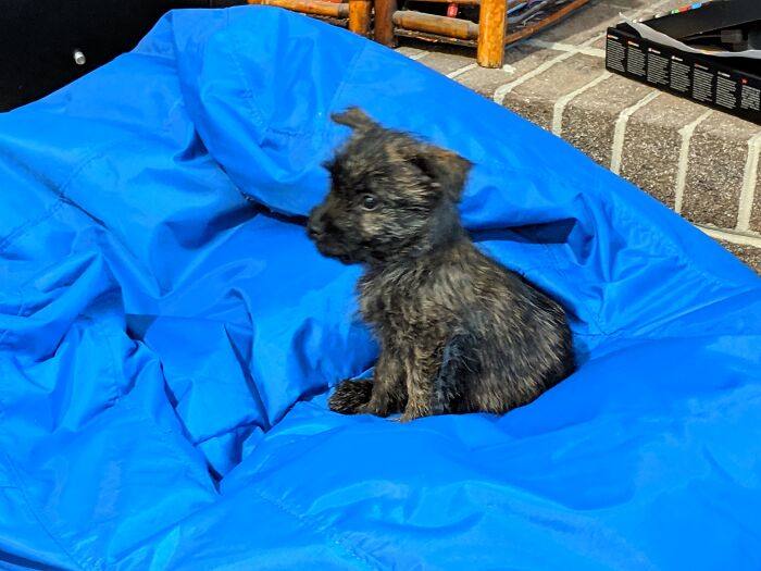 Hey Pandas, Post A Baby Picture Of Your Pet (Closed) Hey Pandas, Post A Baby Picture Of Your Pet (Closed)