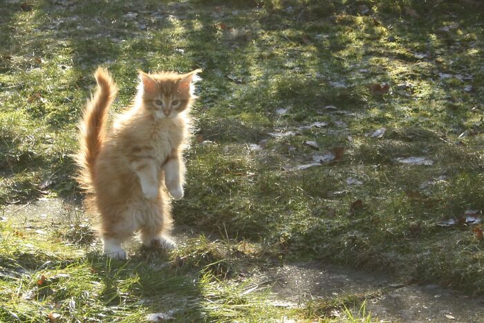 Hey Pandas, Post A Baby Picture Of Your Pet (Closed)