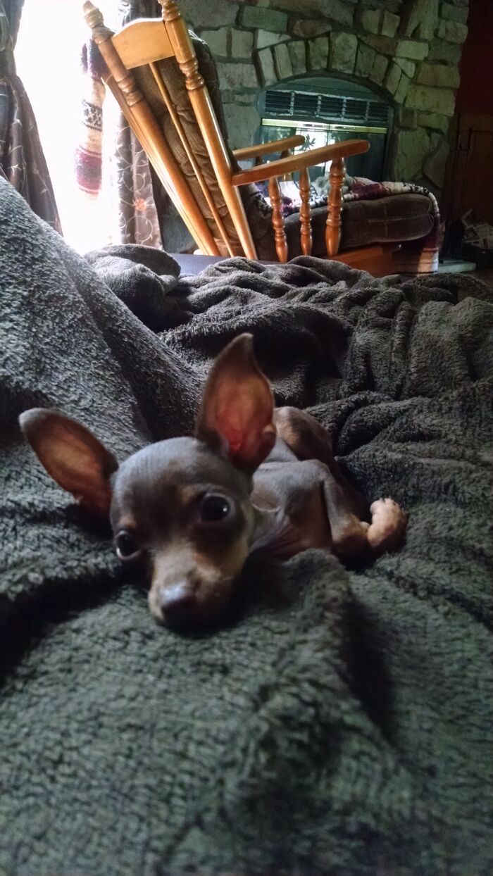 Hey Pandas, Post A Baby Picture Of Your Pet (Closed) Hey Pandas, Post A Baby Picture Of Your Pet (Closed)