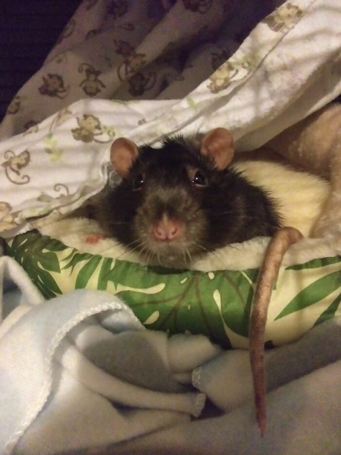 Hey Pandas, Post A Baby Picture Of Your Pet (Closed) Hey Pandas, Post A Baby Picture Of Your Pet (Closed)