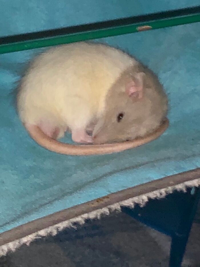 Hey Pandas, Post A Baby Picture Of Your Pet (Closed)