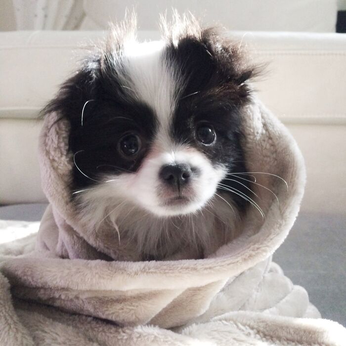 Hey Pandas, Post A Baby Picture Of Your Pet (Closed) Hey Pandas, Post A Baby Picture Of Your Pet (Closed)