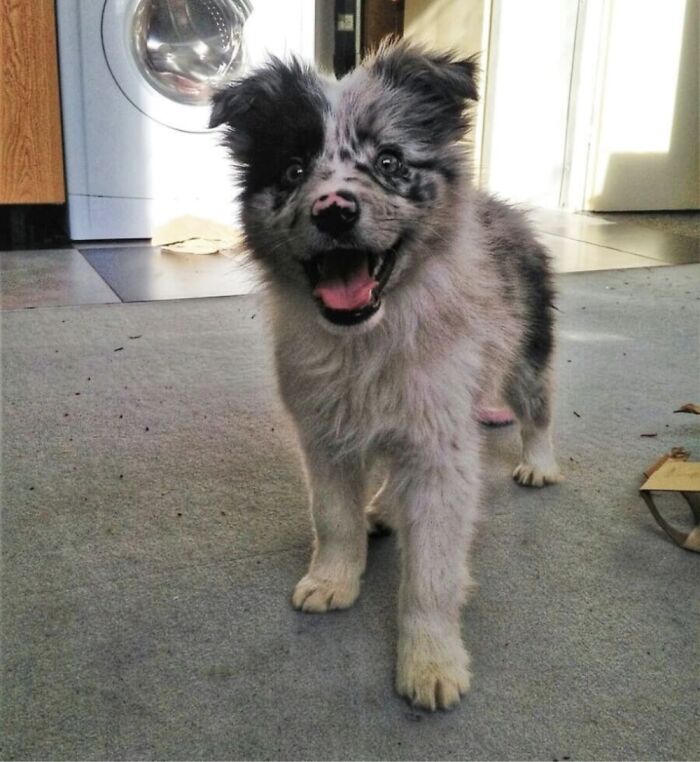 Hey Pandas, Post A Baby Picture Of Your Pet (Closed)