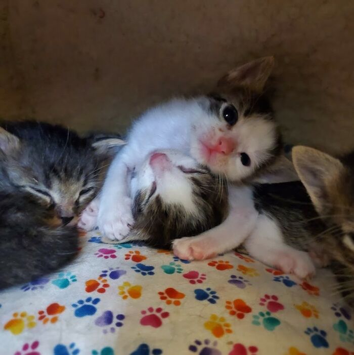 Hey Pandas, Post A Baby Picture Of Your Pet (Closed)