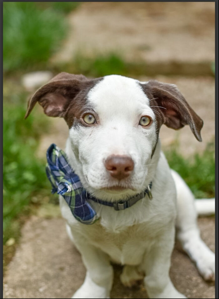 Hey Pandas, Post A Baby Picture Of Your Pet (Closed)