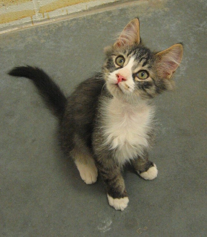 Hey Pandas, Post A Baby Picture Of Your Pet (Closed)