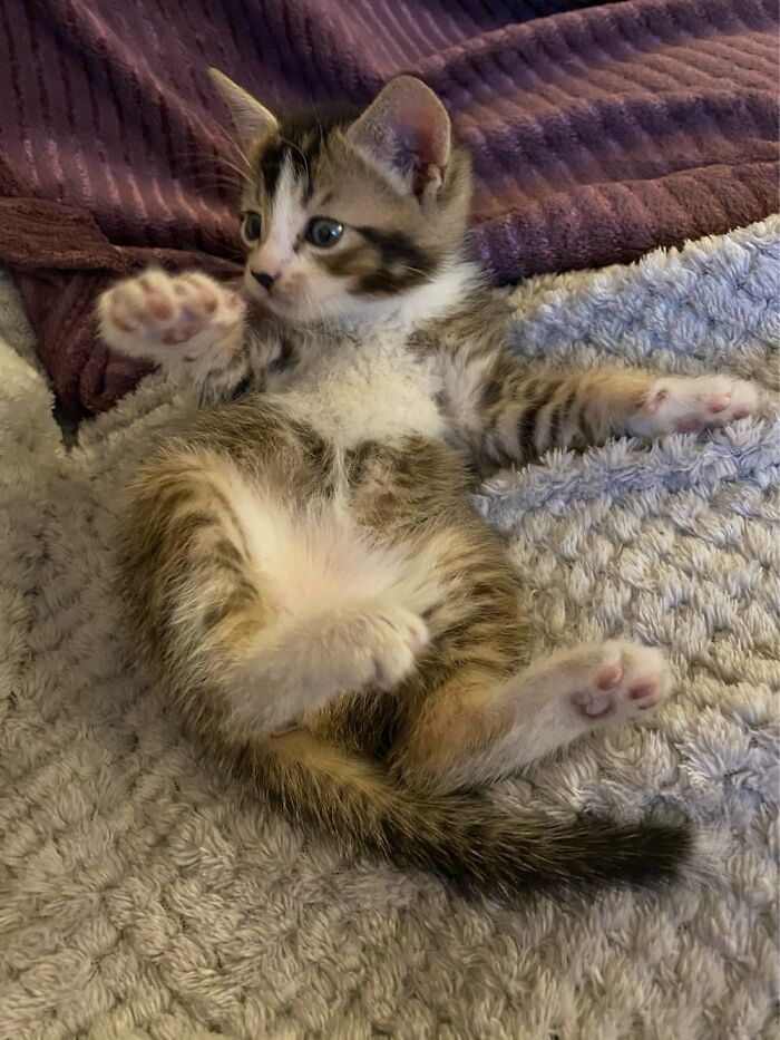 Hey Pandas, Post A Baby Picture Of Your Pet (Closed)