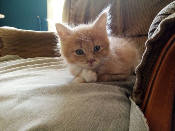 Hey Pandas, Post A Baby Picture Of Your Pet (Closed) Hey Pandas, Post A Baby Picture Of Your Pet (Closed)