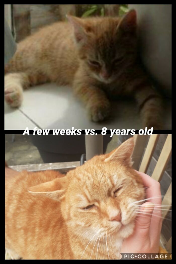 Hey Pandas, Post A Baby Picture Of Your Pet (Closed)