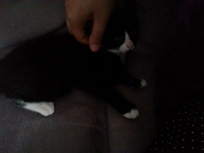 Hey Pandas, Post A Baby Picture Of Your Pet (Closed)