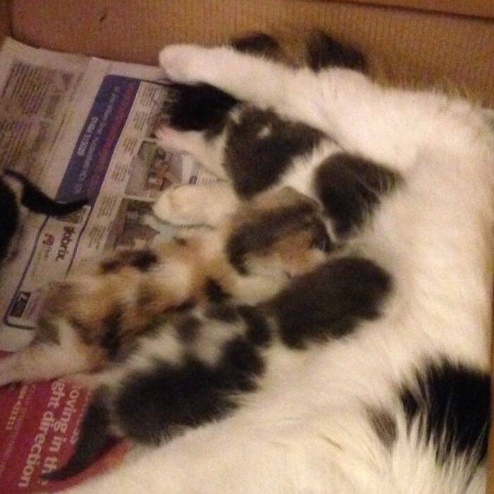 Hey Pandas, Post A Baby Picture Of Your Pet (Closed)