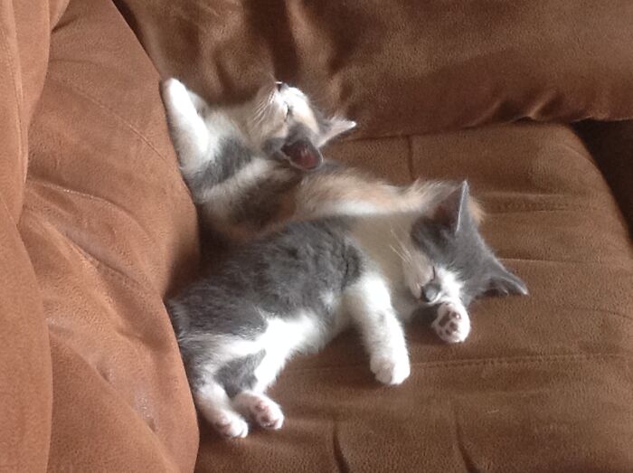 Hey Pandas, Post A Baby Picture Of Your Pet (Closed) Hey Pandas, Post A Baby Picture Of Your Pet (Closed)