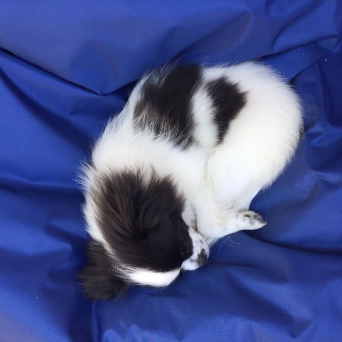 Hey Pandas, Post A Baby Picture Of Your Pet (Closed) Hey Pandas, Post A Baby Picture Of Your Pet (Closed)