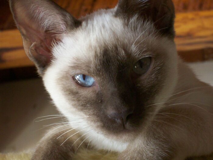 Hey Pandas, Post A Baby Picture Of Your Pet (Closed)