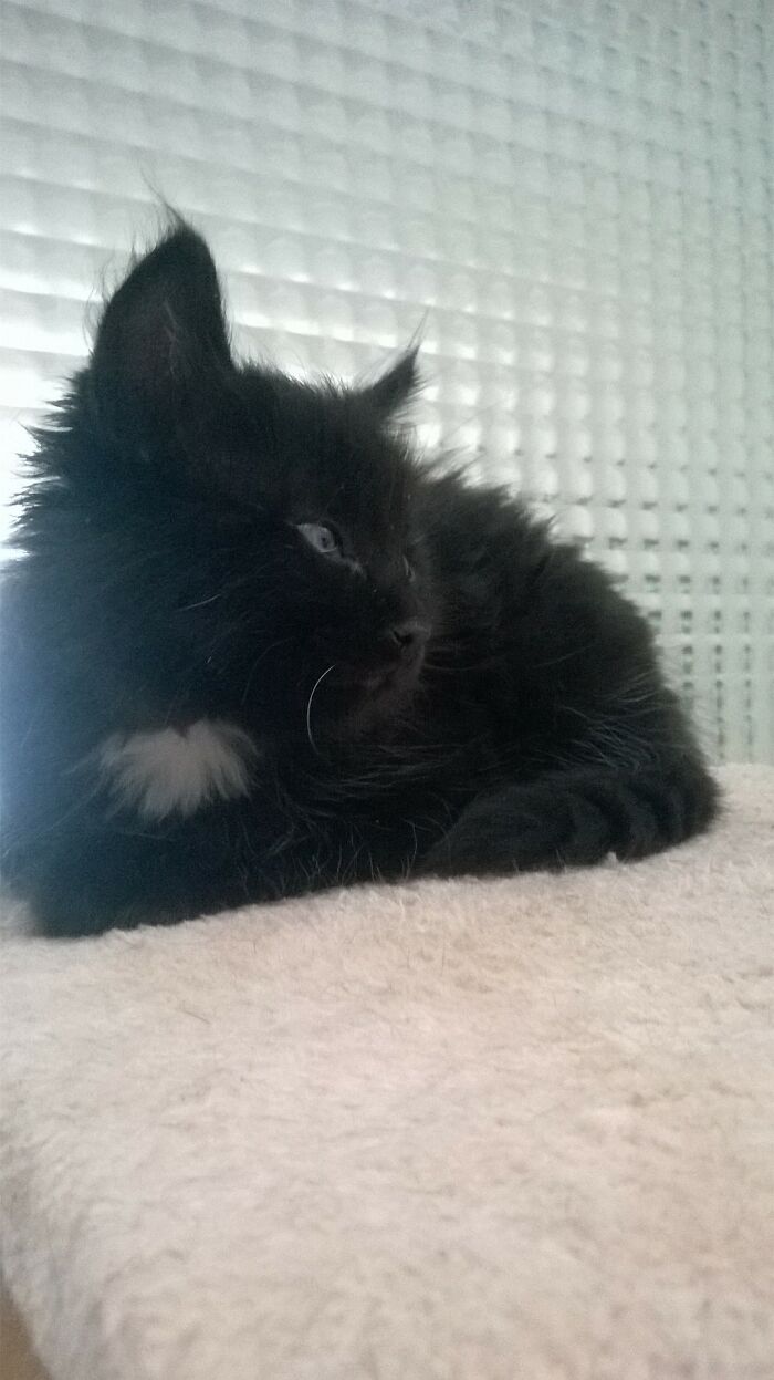 Hey Pandas, Post A Baby Picture Of Your Pet (Closed)