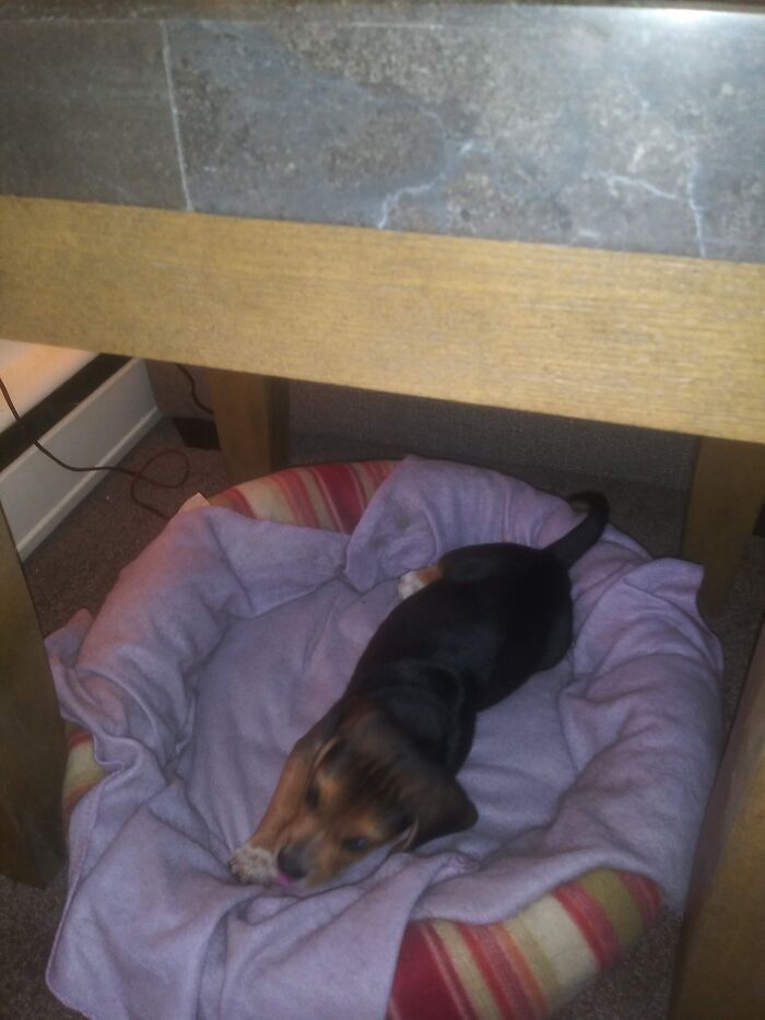 Hey Pandas, Post A Baby Picture Of Your Pet (Closed)