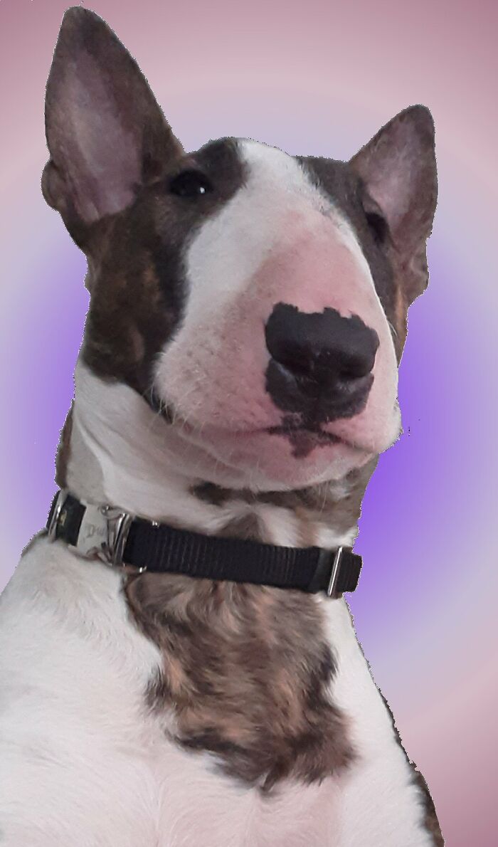 Hey Pandas, Post A Baby Picture Of Your Pet (Closed) Hey Pandas, Post A Baby Picture Of Your Pet (Closed)