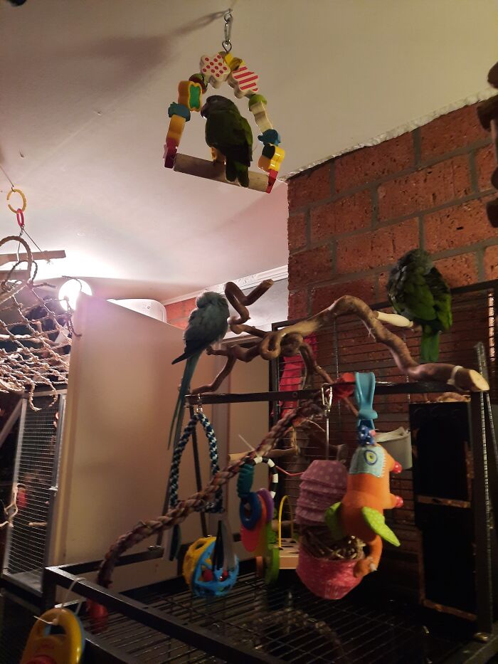 Hey Pandas, Post A Baby Picture Of Your Pet (Closed)