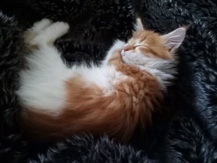 Hey Pandas, Post A Baby Picture Of Your Pet (Closed)