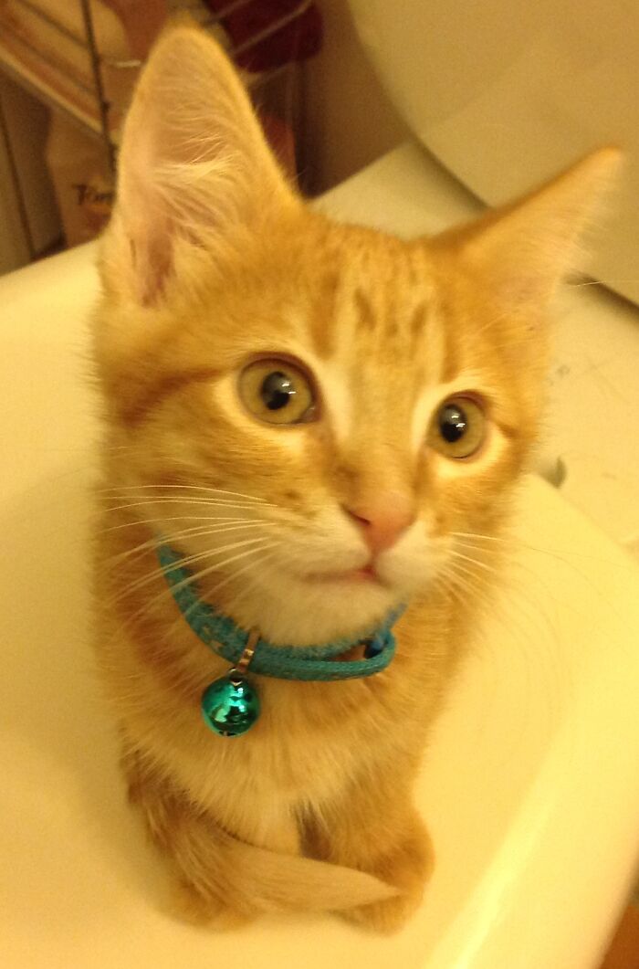 Hey Pandas, Post A Baby Picture Of Your Pet (Closed)