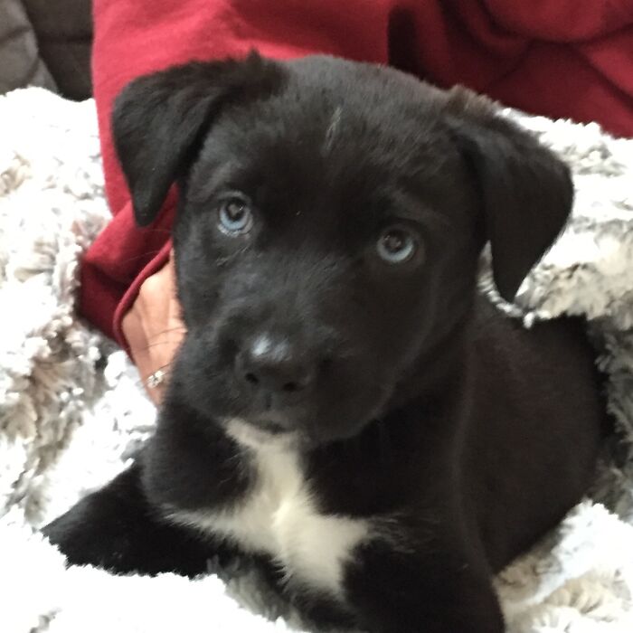 Hey Pandas, Post A Baby Picture Of Your Pet (Closed) Hey Pandas, Post A Baby Picture Of Your Pet (Closed)