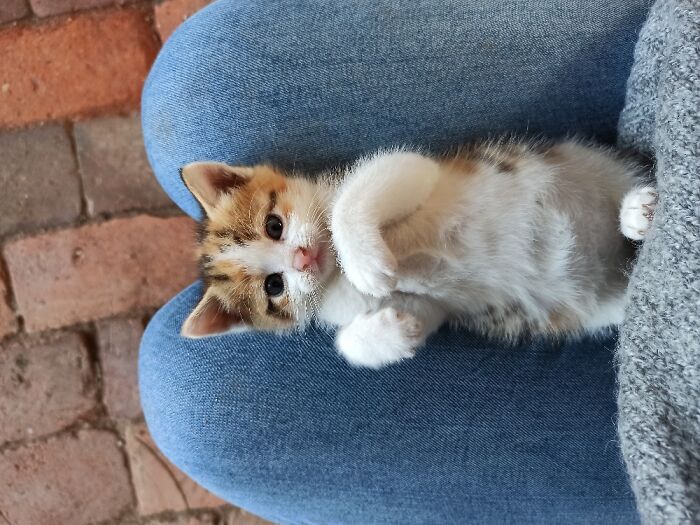 Hey Pandas, Post A Baby Picture Of Your Pet (Closed)