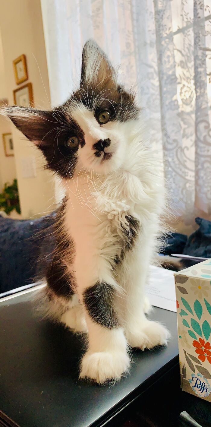 Hey Pandas, Post A Baby Picture Of Your Pet (Closed)