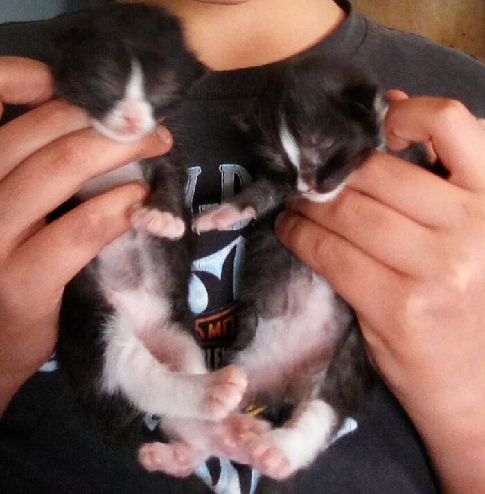 Hey Pandas, Post A Baby Picture Of Your Pet (Closed)