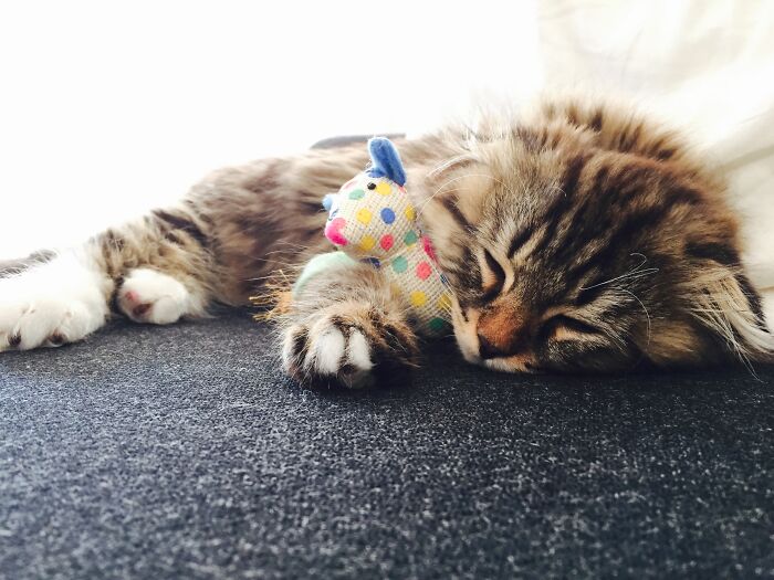 Hey Pandas, Post A Baby Picture Of Your Pet (Closed) Hey Pandas, Post A Baby Picture Of Your Pet (Closed)