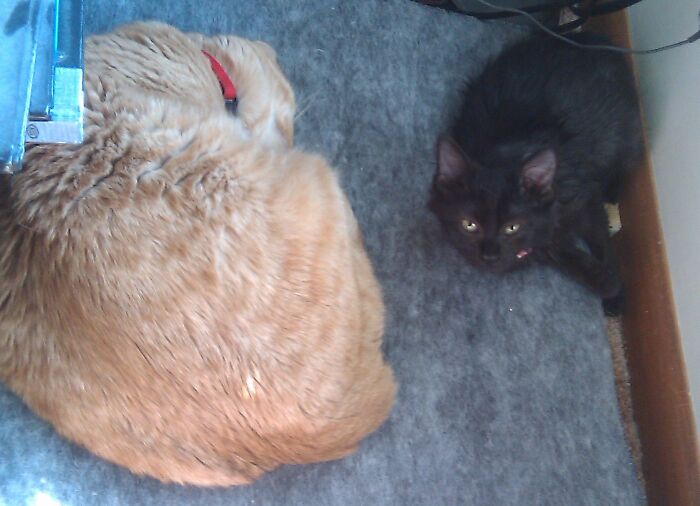 Hey Pandas, Post A Baby Picture Of Your Pet (Closed)