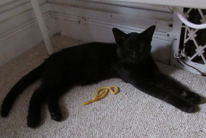 Hey Pandas, Post A Baby Picture Of Your Pet (Closed)