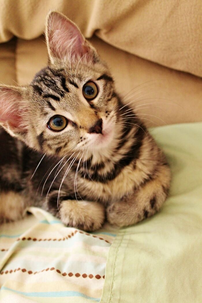 Hey Pandas, Post A Baby Picture Of Your Pet (Closed) Hey Pandas, Post A Baby Picture Of Your Pet (Closed)