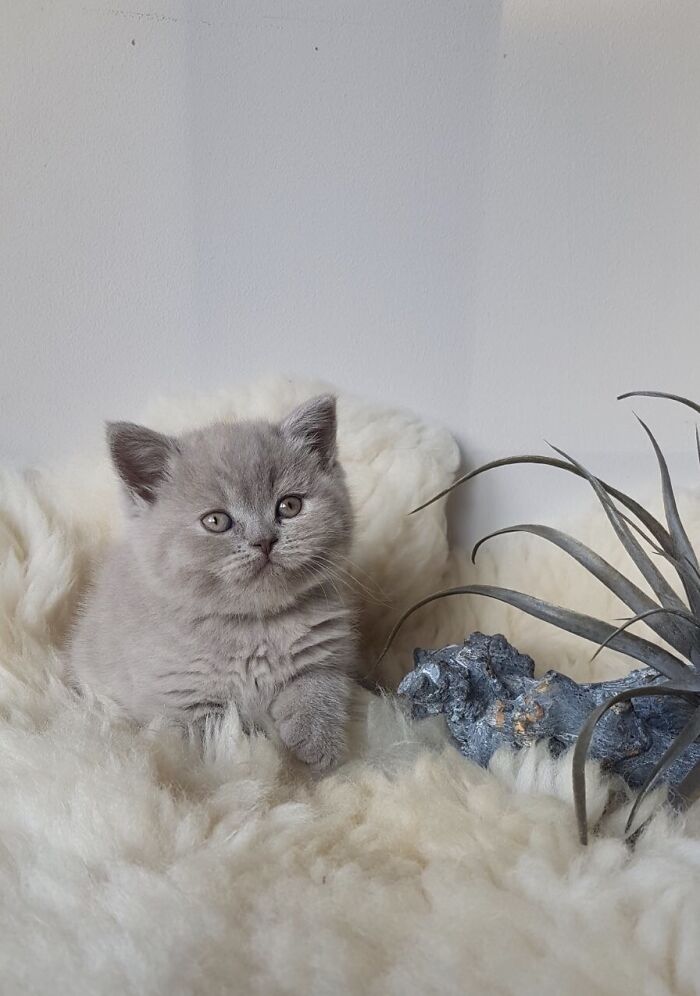 Hey Pandas, Post A Baby Picture Of Your Pet (Closed) Hey Pandas, Post A Baby Picture Of Your Pet (Closed)