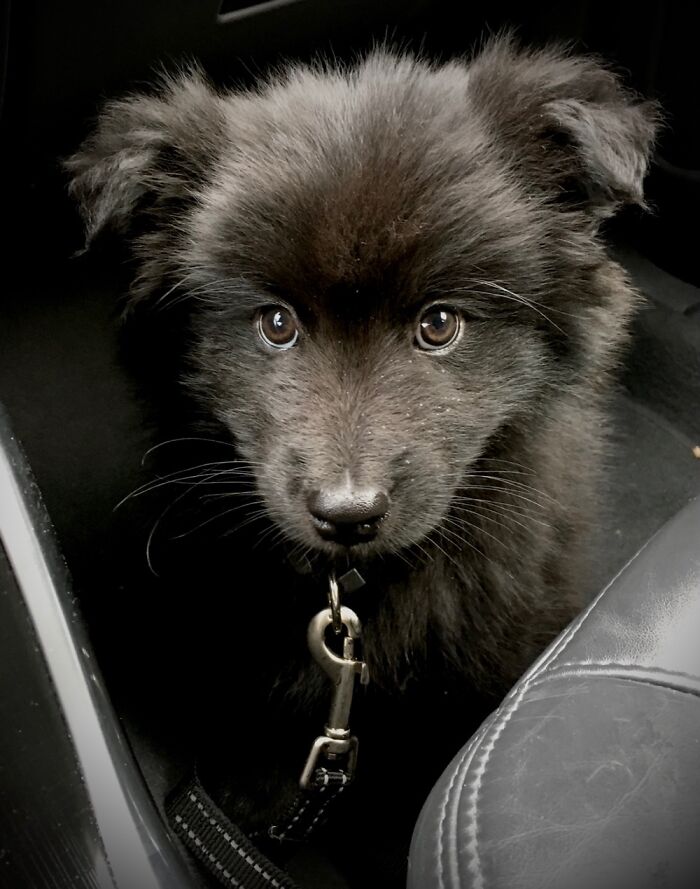 Hey Pandas, Post A Baby Picture Of Your Pet (Closed)