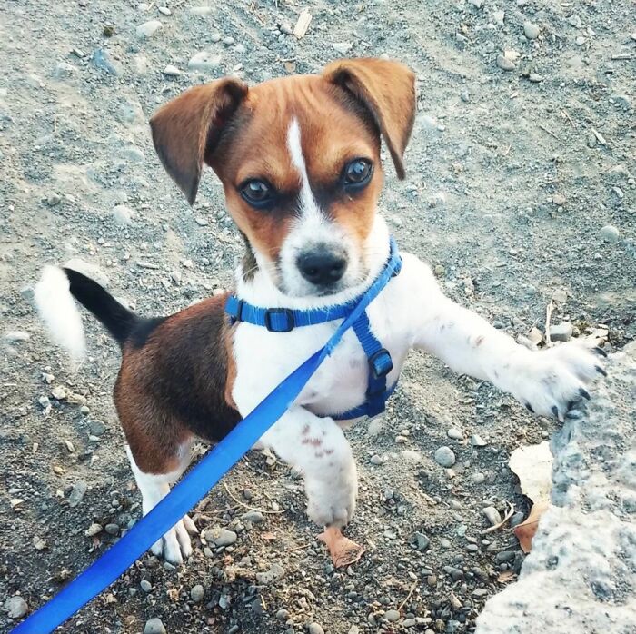 Hey Pandas, Post A Baby Picture Of Your Pet (Closed)