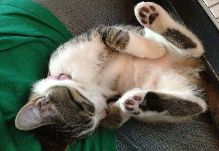 Hey Pandas, Post A Baby Picture Of Your Pet (Closed) Hey Pandas, Post A Baby Picture Of Your Pet (Closed)