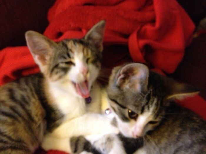 Hey Pandas, Post A Baby Picture Of Your Pet (Closed)