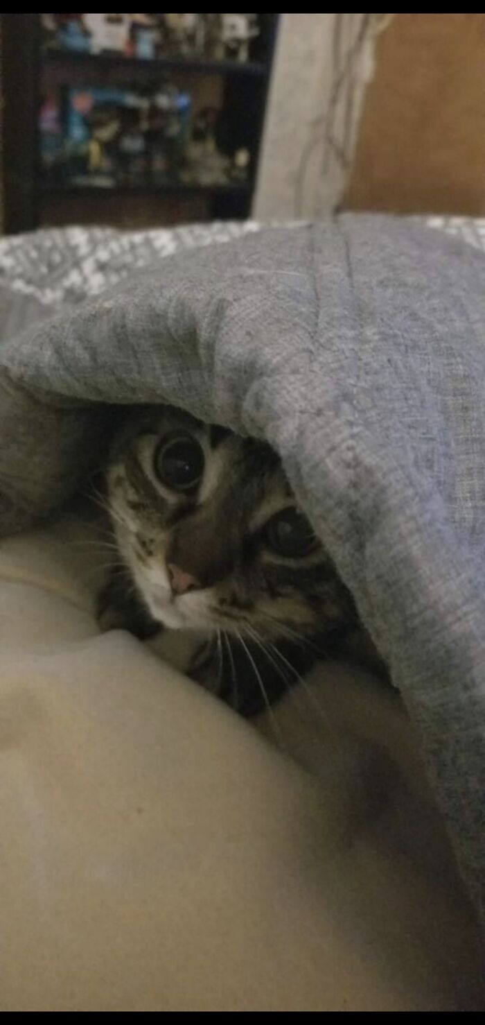 Hey Pandas, Post A Baby Picture Of Your Pet (Closed)