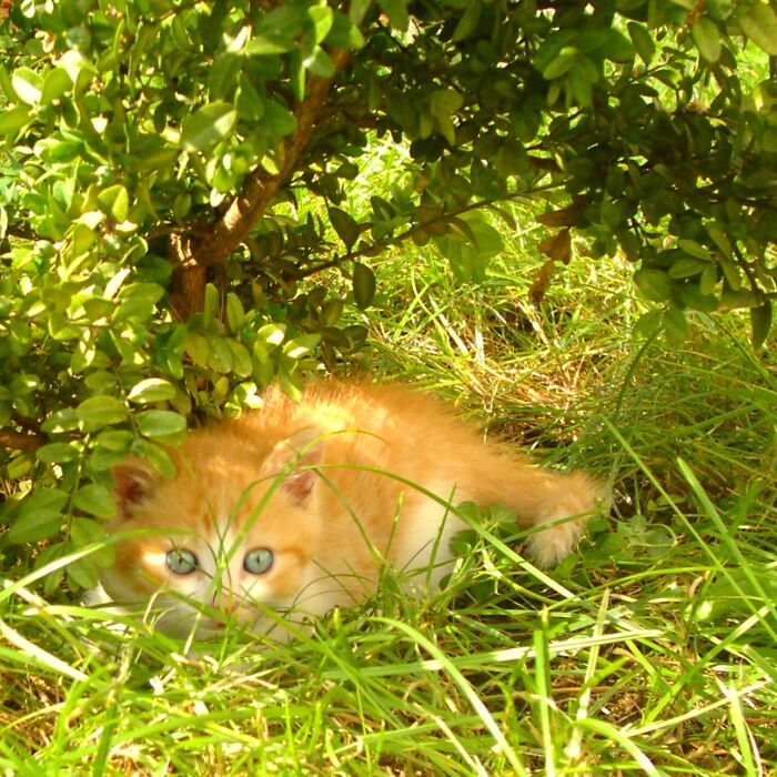 Hey Pandas, Post A Baby Picture Of Your Pet (Closed)