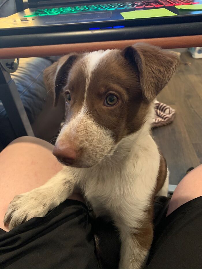 Hey Pandas, Post A Baby Picture Of Your Pet (Closed)