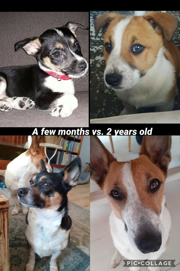 Hey Pandas, Post A Baby Picture Of Your Pet (Closed)