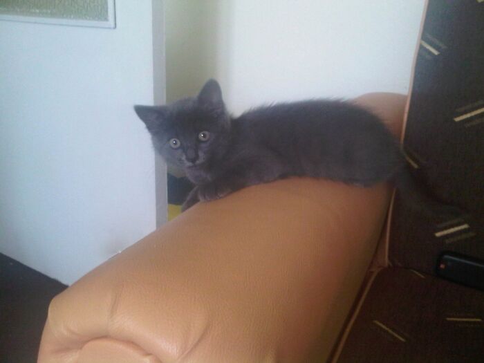 Hey Pandas, Post A Baby Picture Of Your Pet (Closed)