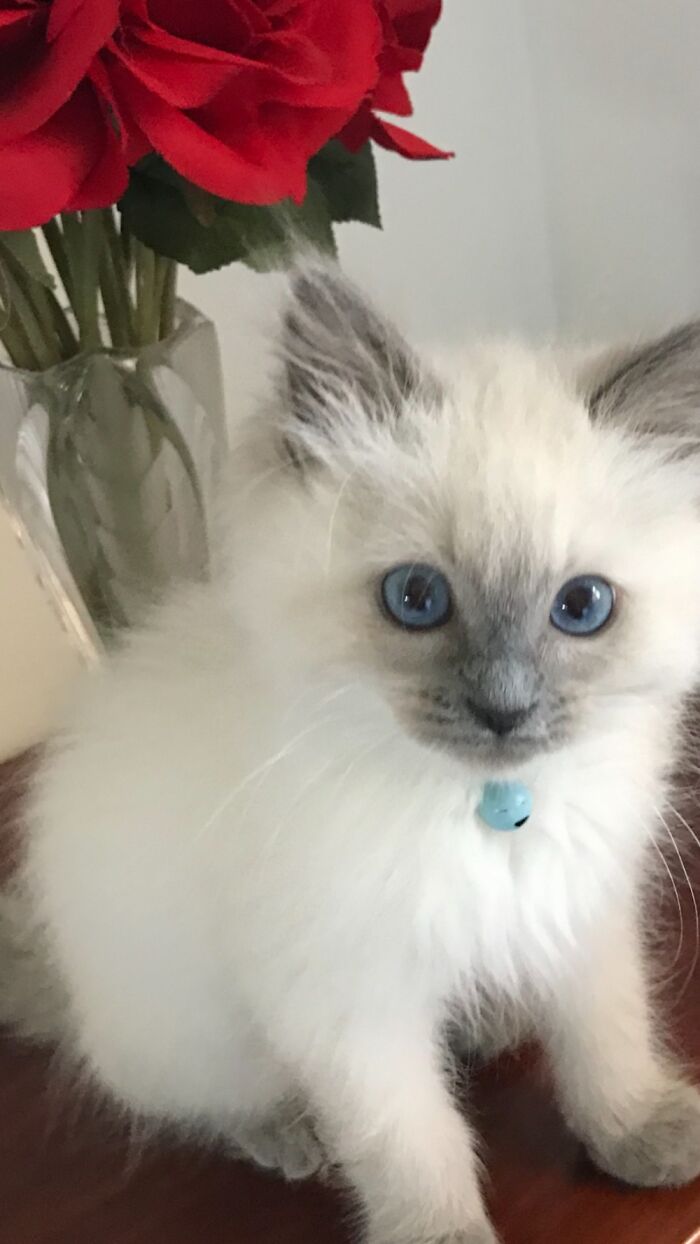 Hey Pandas, Post A Baby Picture Of Your Pet (Closed)